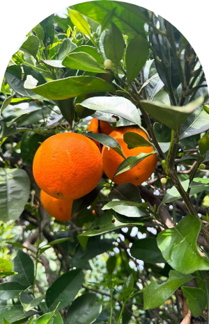 Naranjas